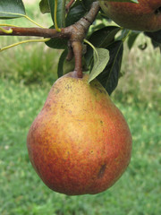 Single red pear hanging on the tree . Tuscany, Italy