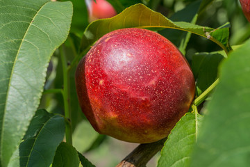 peach growing on a tree