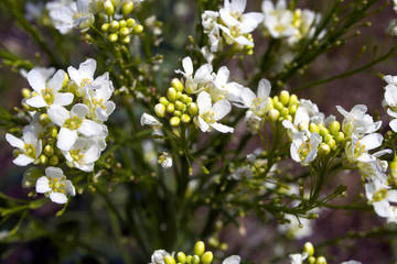 Small white flowers.