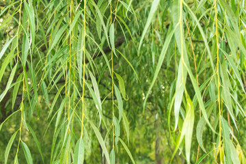 Hanging branches of weeping willow