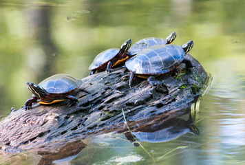 Fototapeta premium Basking