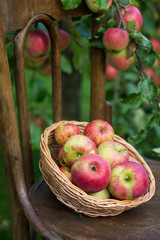 На фото изображены спелые красные яблоки в плетеной тарелке на старинном стуле