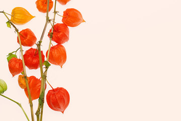 Physalis plants or Chinese Lantern Plants - in Latin Physalis alkekengi- on the branch. Closeup view of Physalis plant