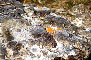 Moss on a big gray stone.