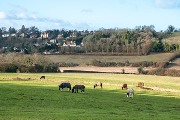 Horses in Pewley Down, British countryside, Guildford, UK - 122775126