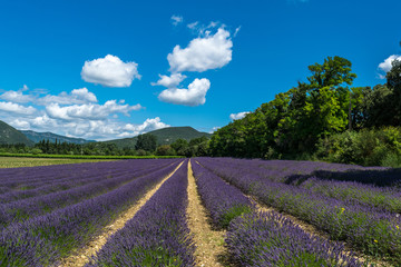 Fototapeta na wymiar Field of lavender