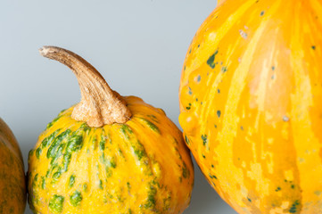 Row of various organic gourds of decorative pumpkins