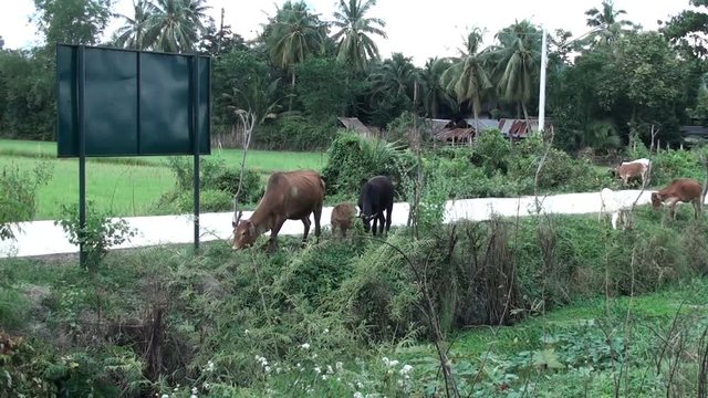 Asian cattle, a cow and three calf, graze next to a track. Known as 'humped cattle' or 'Indicus cattle'.