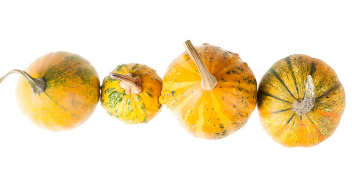 Row of four various organic gourds of decorative pumpkins