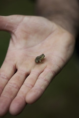 Frog in a hand