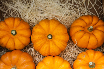 the colors of autumn in pumpkins