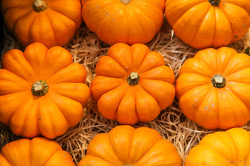 the colors of autumn in pumpkins