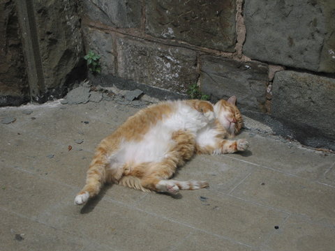 gatto rosso e bianco