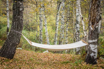 hammock between autumn forest trees.
