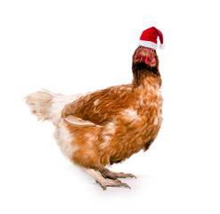 Huhn mit Nikolausmütze – Weihnachten