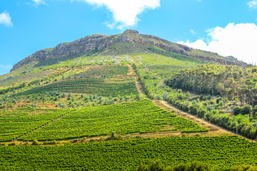 Fototapeta na wymiar Spectacular wine-growing on the slopes of a hill. Groot Constantia, Cape Town, South Africa. The Constantia Wine Valley is the most spectacular wine experience in the world.