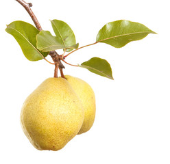 Ripe pears on a branch with leaves. isolated on white background