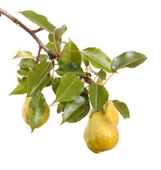 Ripe pears on a branch with leaves. isolated on white background