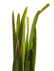 Obraz premium bundle of green grass isolated on white background