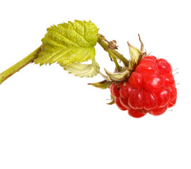 raspberries on a branch. isolated on white background