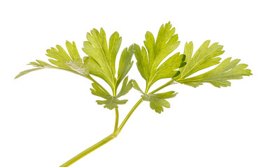 green leaf of parsley isolated on white background