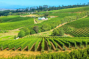Fototapeta na wymiar Drone view of vineyards in Cape Town peninsula, South Africa. Constantia valley in Western Cape is a popular Wine Route.