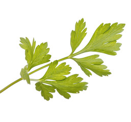 green leaf of parsley isolated on white background