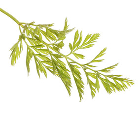 Fototapeta premium green leaf carrots. isolated on white background