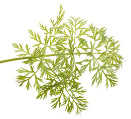 green leaf carrots. isolated on white background