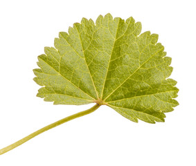green leaf isolated on white background