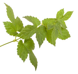green leaf hops. isolated on white background