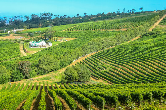Aerial view of winery farm in green grapevine. Constantia, Cape Town, South Africa. The Constantia Wine Valley is the most spectacular wine experience in the world with a unique blend of wine.