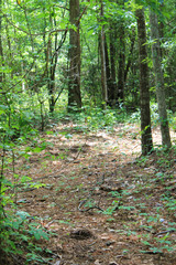 Obraz premium hiking trail through the forest