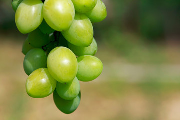 bunch of grapes