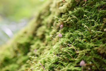 小さなキノコと苔