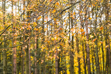 Fototapeta premium Trees in autumn