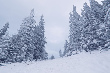  Winter cloudy Carpathian landscape with snow on trees.