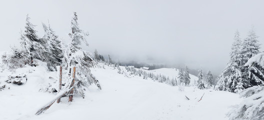 Winter misty Carpathian landscape with snow on trees