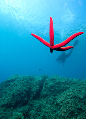 Starfish and diver in mediterranean sea.