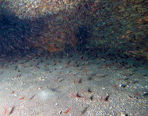 Prawns in the underwater cave. 