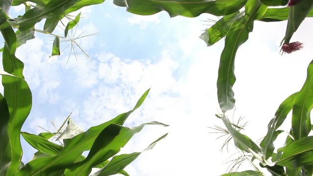 corn field on Cloud background