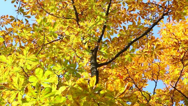 Bright golden color leaves on branches of chestnut tree slightly moving in wind over blue sky background. Sunny weather at warm beautiful fall day. Point of view real time full hd video footage.