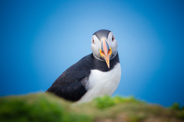 Atlantic Puffin (Fratercula arctica), Skomer island, Wales, UK