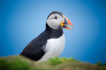 Atlantic Puffin (Fratercula arctica), Skomer island, Wales, UK