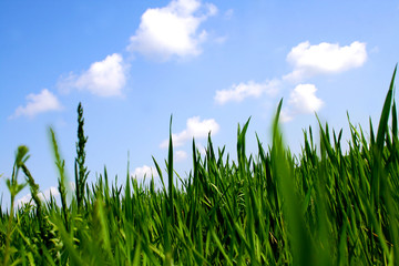 Fototapeta premium Green grass meadow and sky with clouds.