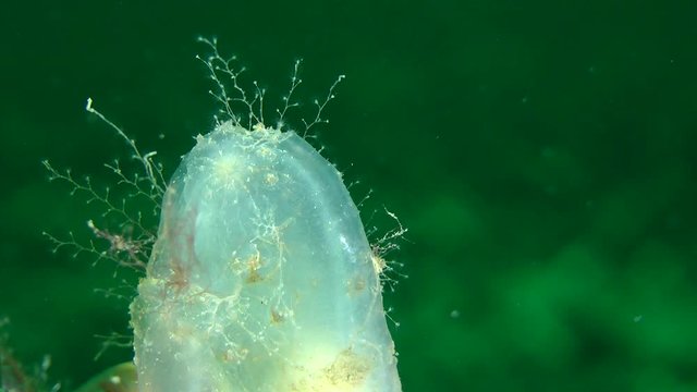 Dirty Sea-squirt (Ascidiella aspersa) overgrown with hydroids, close-up.
