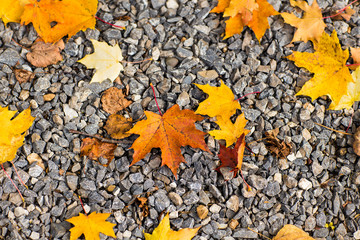 Fall leaves background