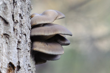 Oyster Mushroom (Pleurotus ostreatus)