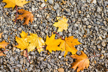 Fall leaves background