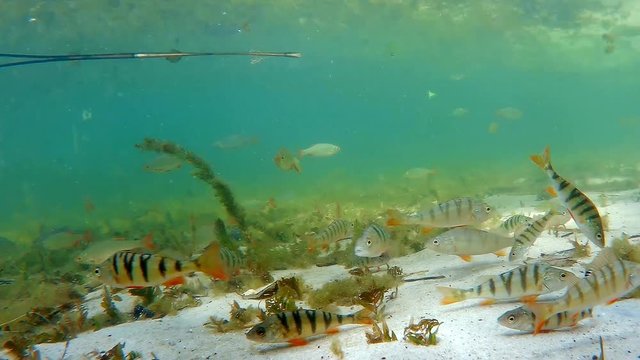 Live in the lake-shoal of perch  and common rudd